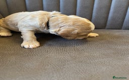 Cockapoo dogs for sale: Cockapoo Puppies - 2 male - 4 female - Image 4