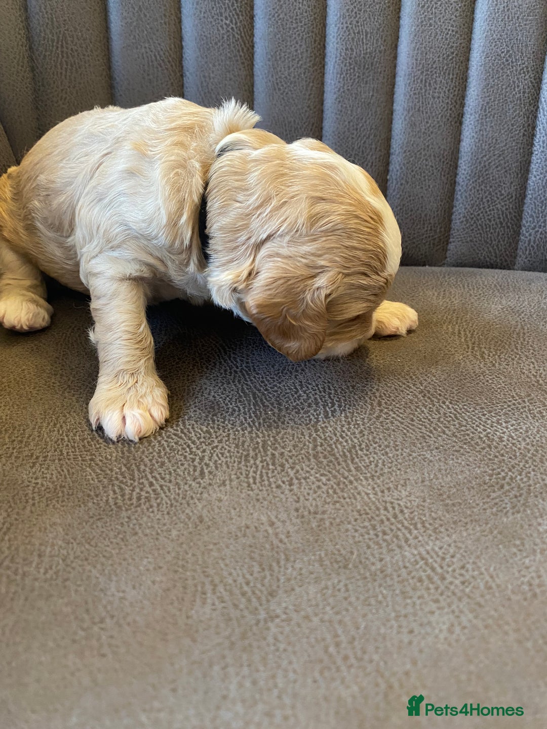 Cockapoo dogs for sale: Cockapoo Puppies - 2 male - 4 female - Image 4