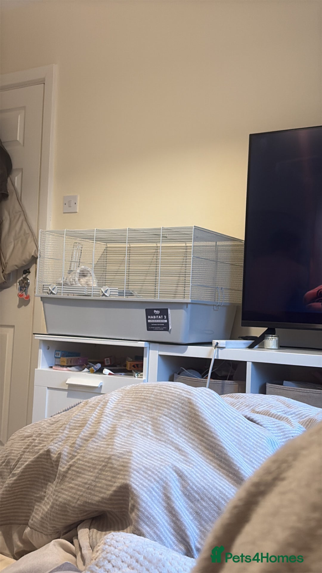 Hamster rodents for sale: Cherio - Image 3