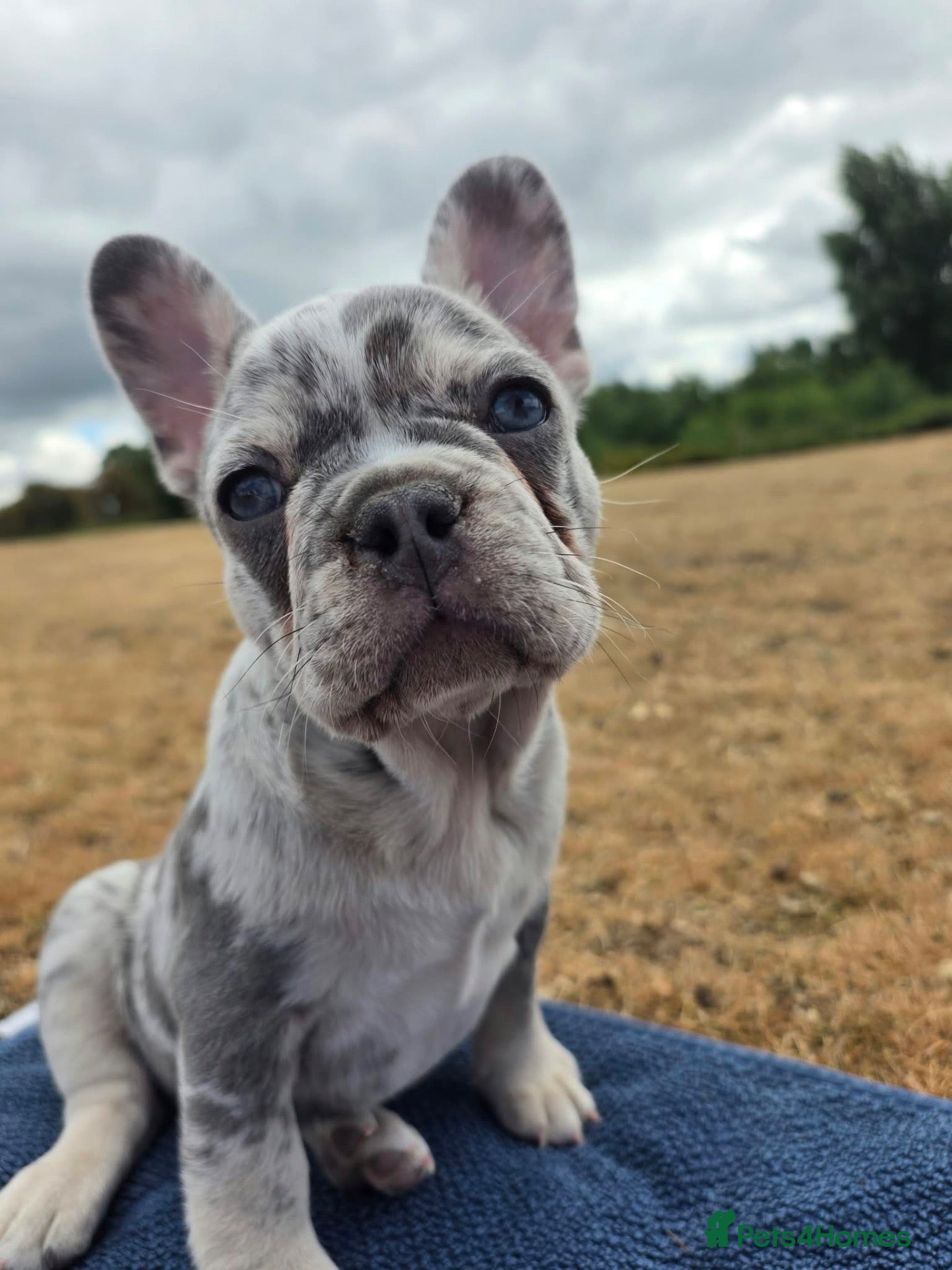 French Bulldog dogs Rehoming-Codeine”Codi” 😊 - Advert 8