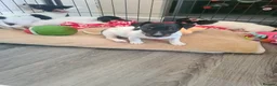 Jack Russell dogs for sale: Jack Russell puppies  in Ashford - Advert 13