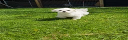Maltese dogs for sale: One Beautiful Korean Maltese boy left for sale 🐾  - Advert 28