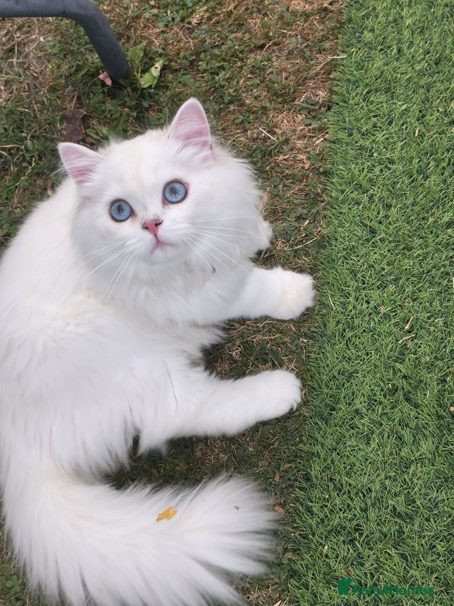 British Longhair cats British Longhair WCF Champion Kittens ⭐  - Advert 2