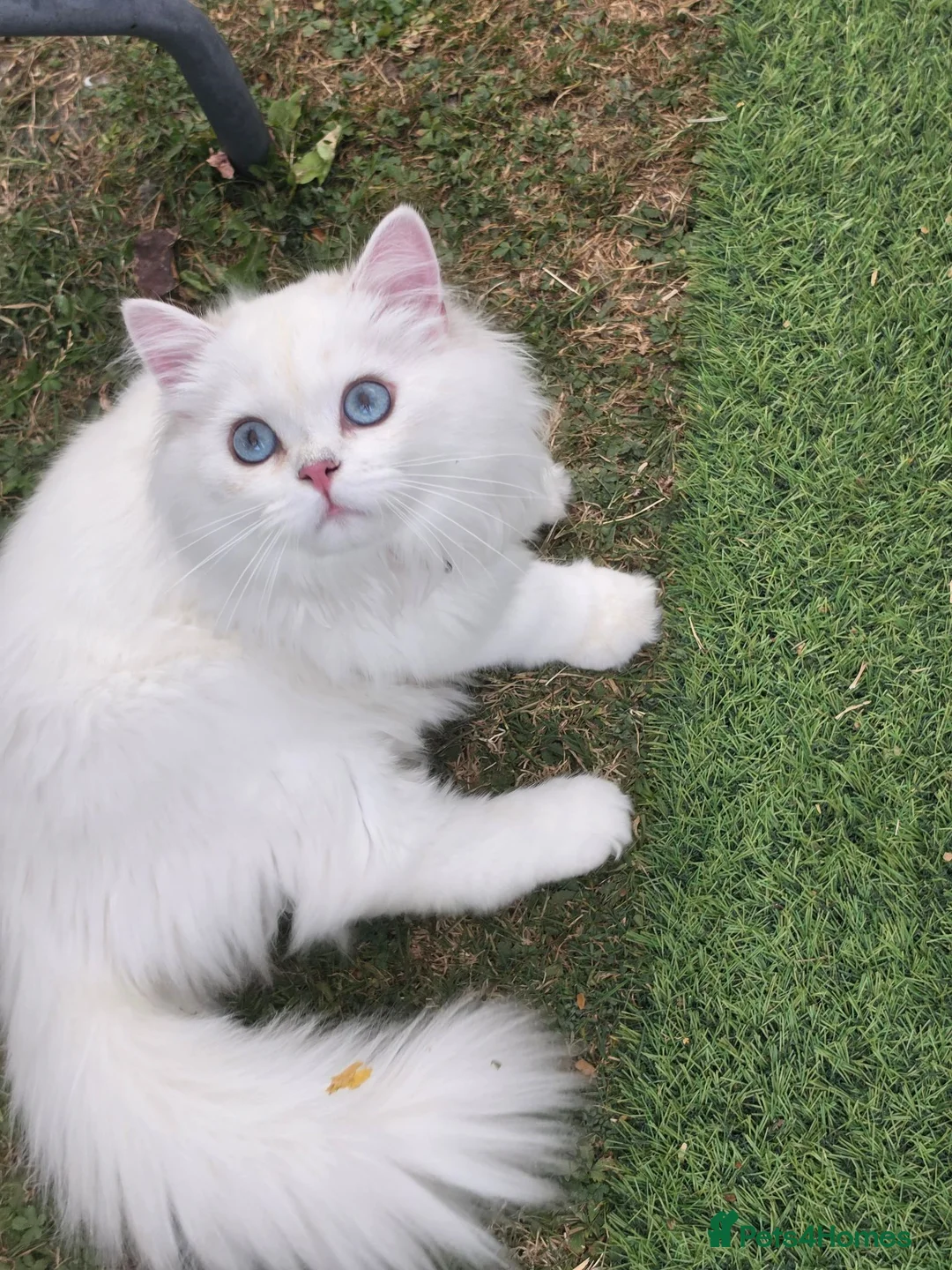 British Longhair cats for sale: British Longhair WCF Champion Kittens ⭐  - Advert 2