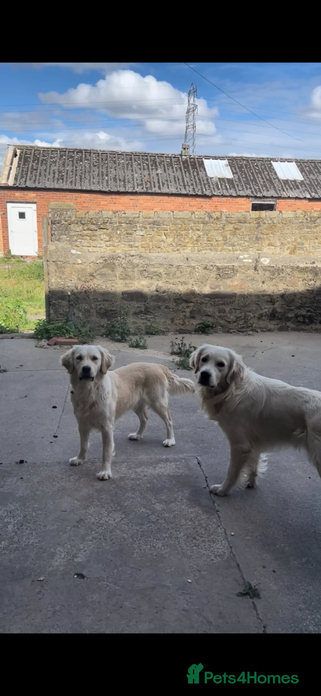 Golden Retriever dogs for sale: Ready now Beautiful litter of Golden Retrievers - Advert 2