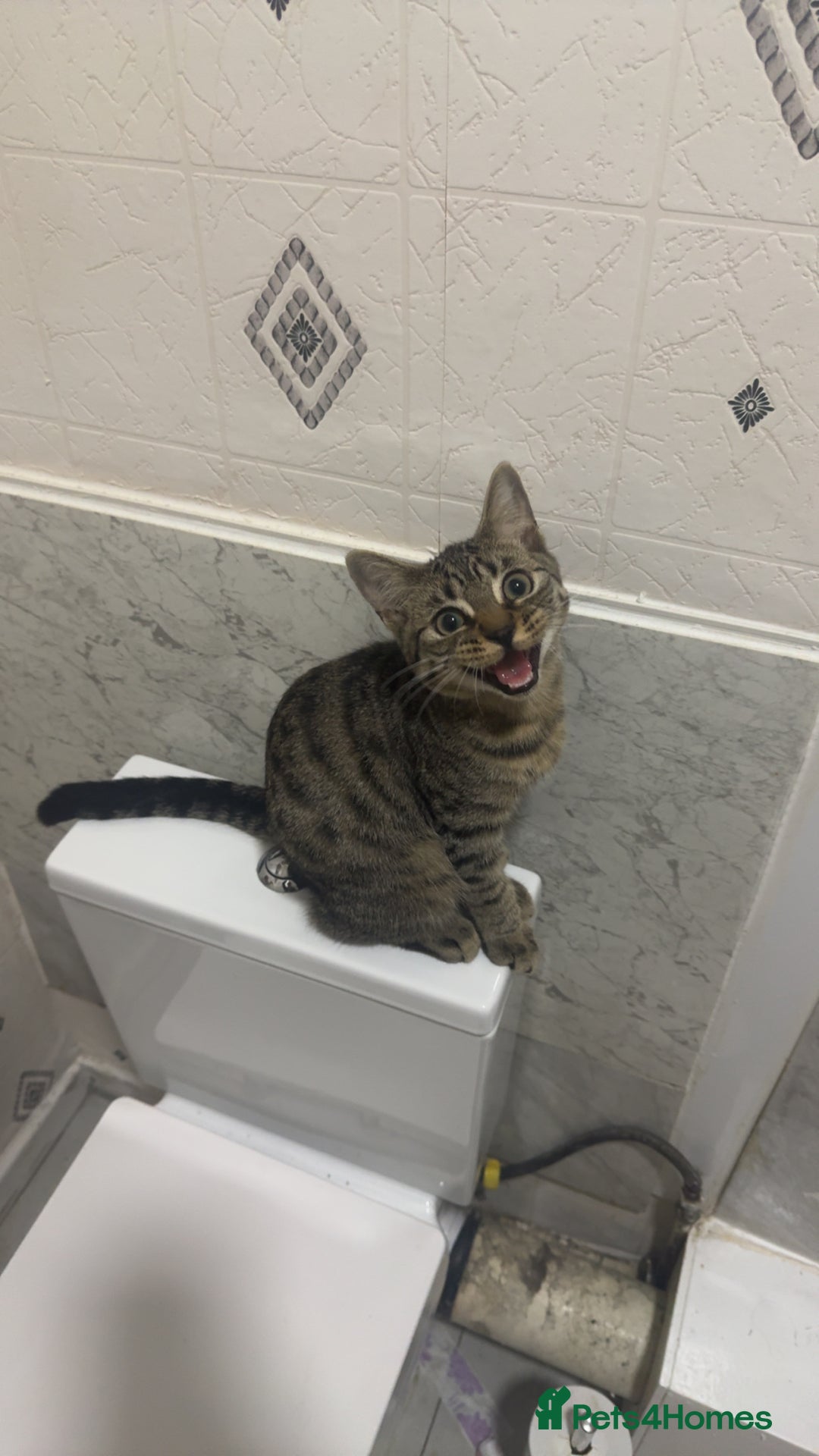 Mixed Breed cats for sale: Tigger  - Image 4