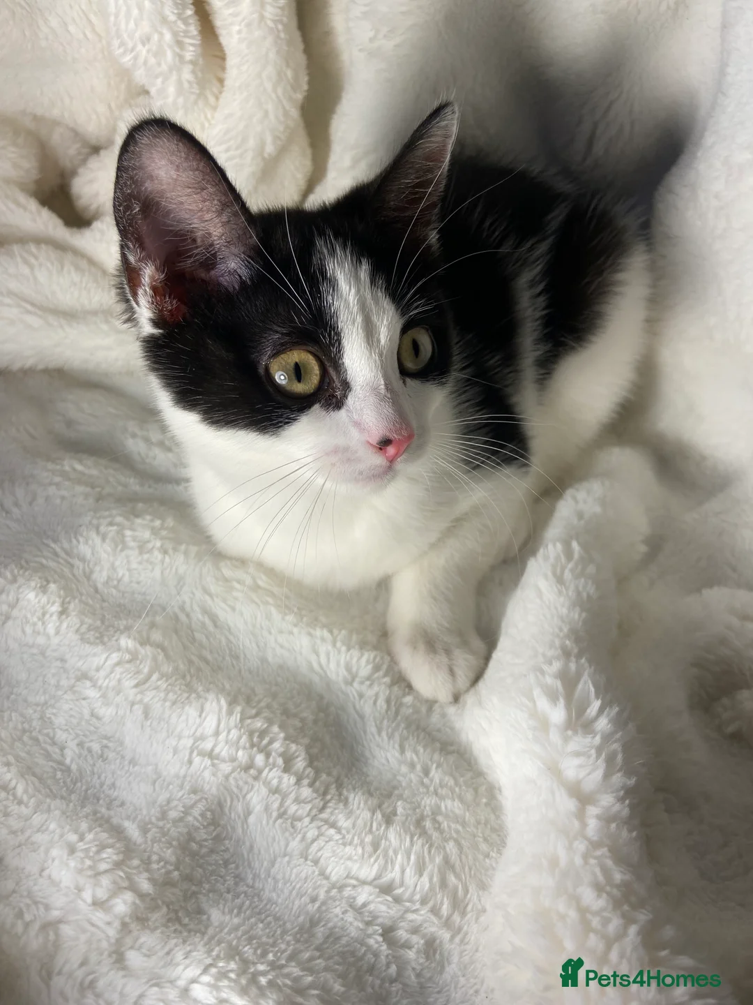 Mixed Breed cats for sale: Cute black and white kitten  - Advert 6