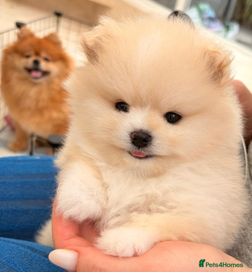 Pomeranian dogs Stunning cream Teddy purebreed Russian/Ukrainian🌟 - Advert 1