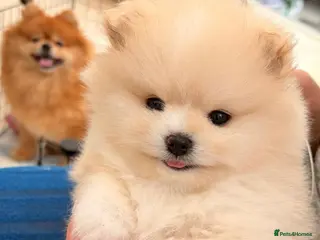 Pomeranian dogs Stunning cream Teddy purebreed Russian/Ukrainian🌟 - Advert 1