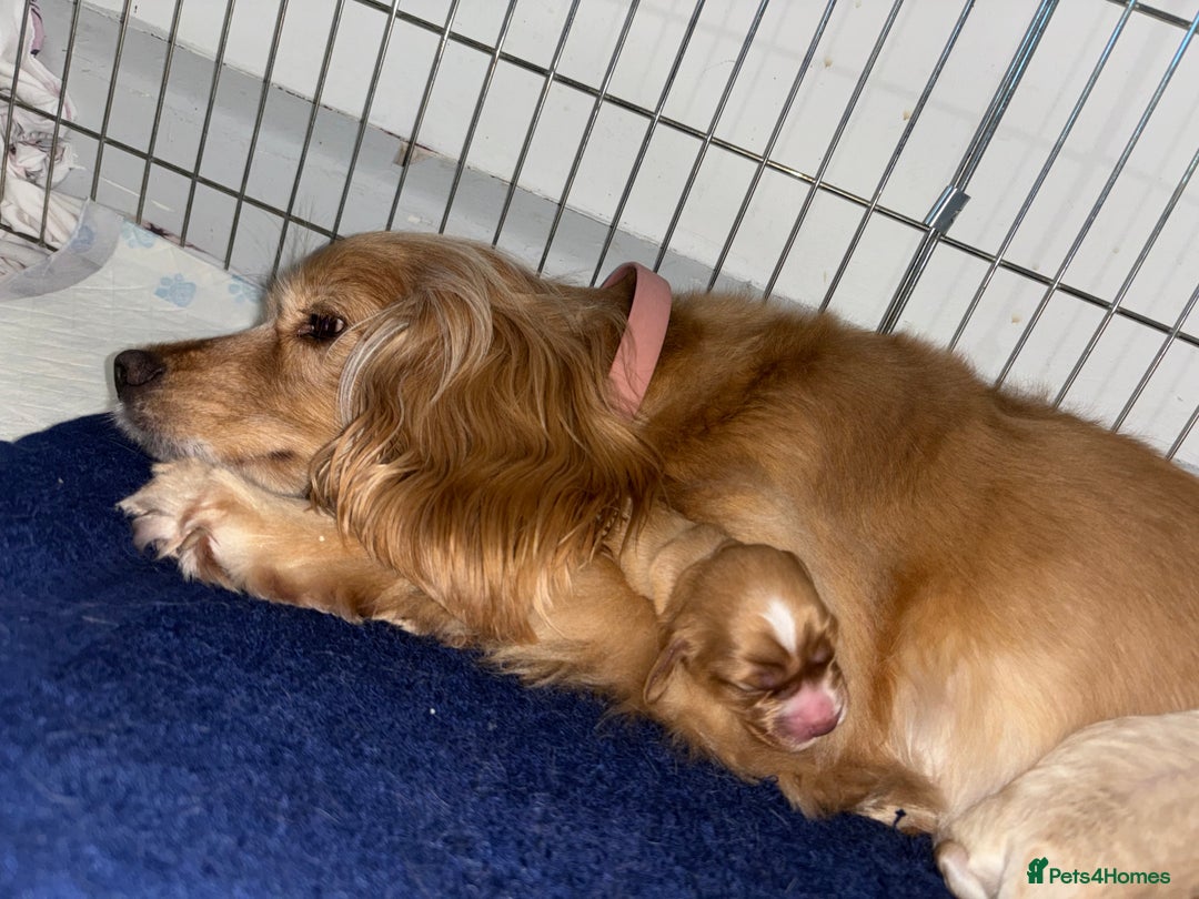 Cocker Spaniel dogs for sale: Cocker Spaniel Puppies - Advert 2