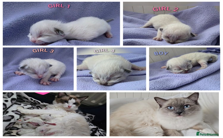 Ragdoll cats - Advert 1