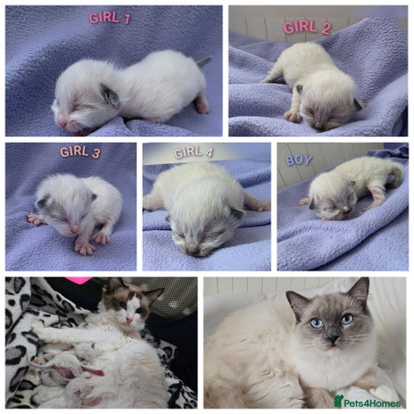 Ragdoll cats - Advert 1