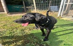 Mixed Breed dogs for sale: 1 year old black female black Labrador mix  - Image 24