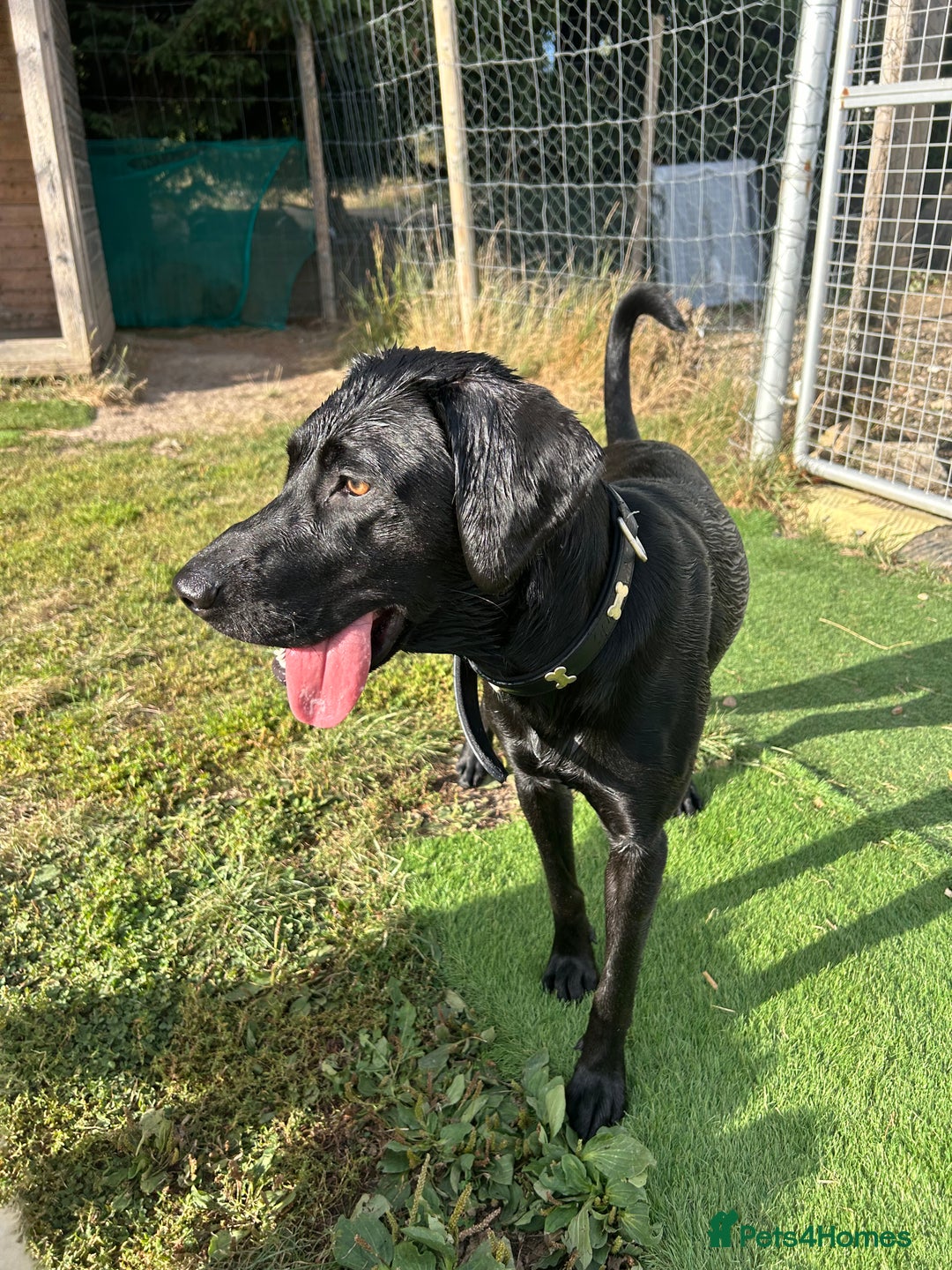 Mixed Breed dogs for sale: 1 year old black female black Labrador mix  - Image 24