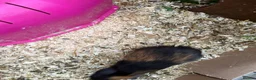 Guinea Pig rodents for sale: Male piggies for sale  - Advert 3