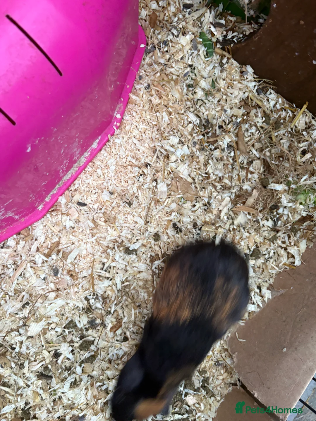 Guinea Pig rodents for sale: Male piggies for sale  - Advert 3
