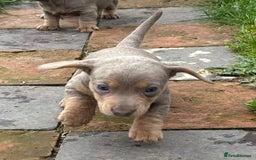 Miniature Dachshund dogs for sale: Mini short/long coat crossed dachshund  - Image 14