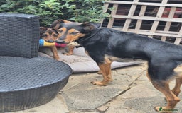 Mixed Breed dogs for adoption: 💙🐶 STAS 🐶💙 - Image 19