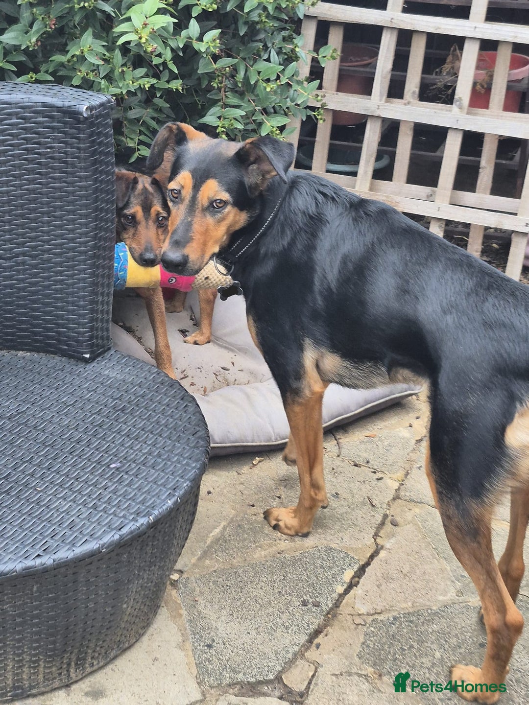 Mixed Breed dogs for adoption: 💙🐶 STAS 🐶💙 - Image 19