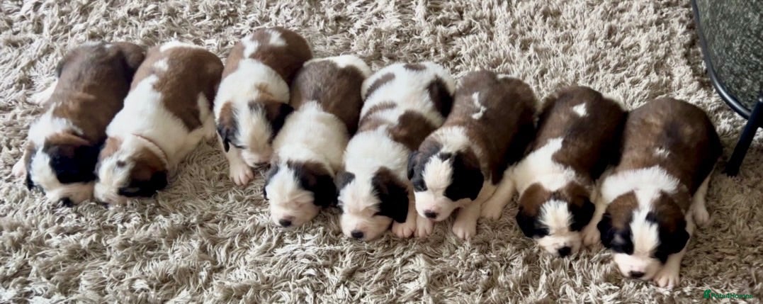 Saint Bernard dogs Beautiful KC registered show quality Puppies.  - Advert 2
