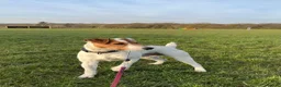 Jack Russell dogs for stud: Russell Terrier for Stud  - Advert 1