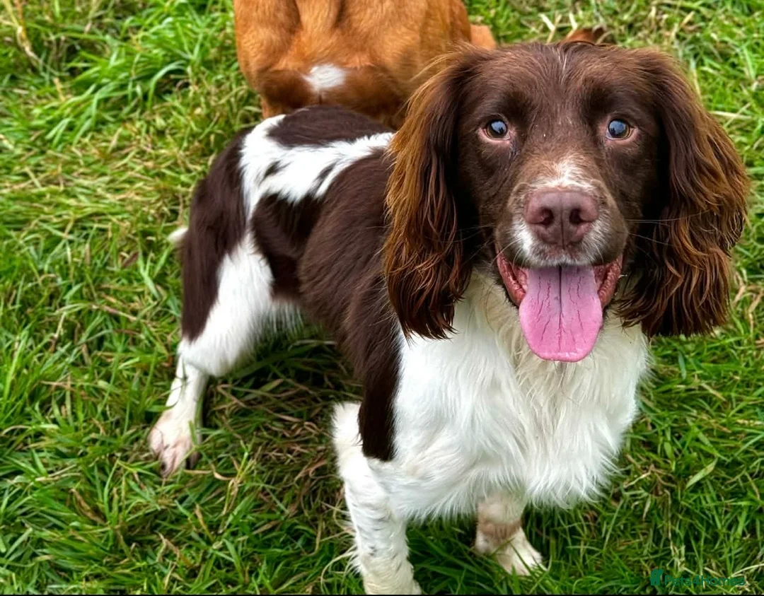 English Springer Spaniel dogs for sale: Male Springer Spaniel  - Advert 1