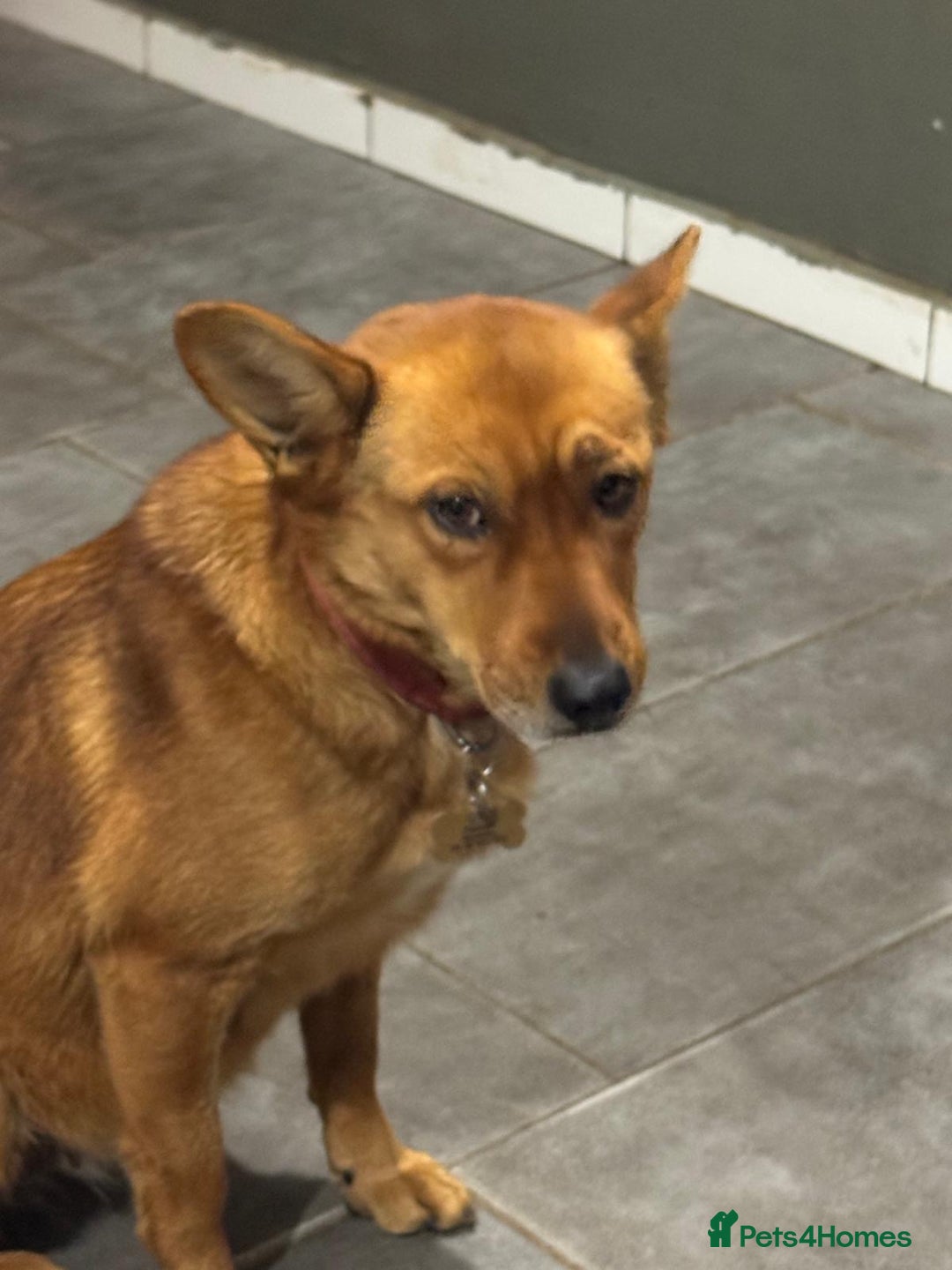 Mixed Breed dogs for adoption: Sweet Poppy Looking For LOVE - Advert 10