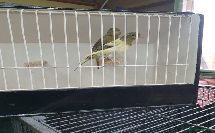 Canaries birds - Advert 1