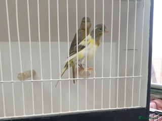 Canaries birds - Advert 6