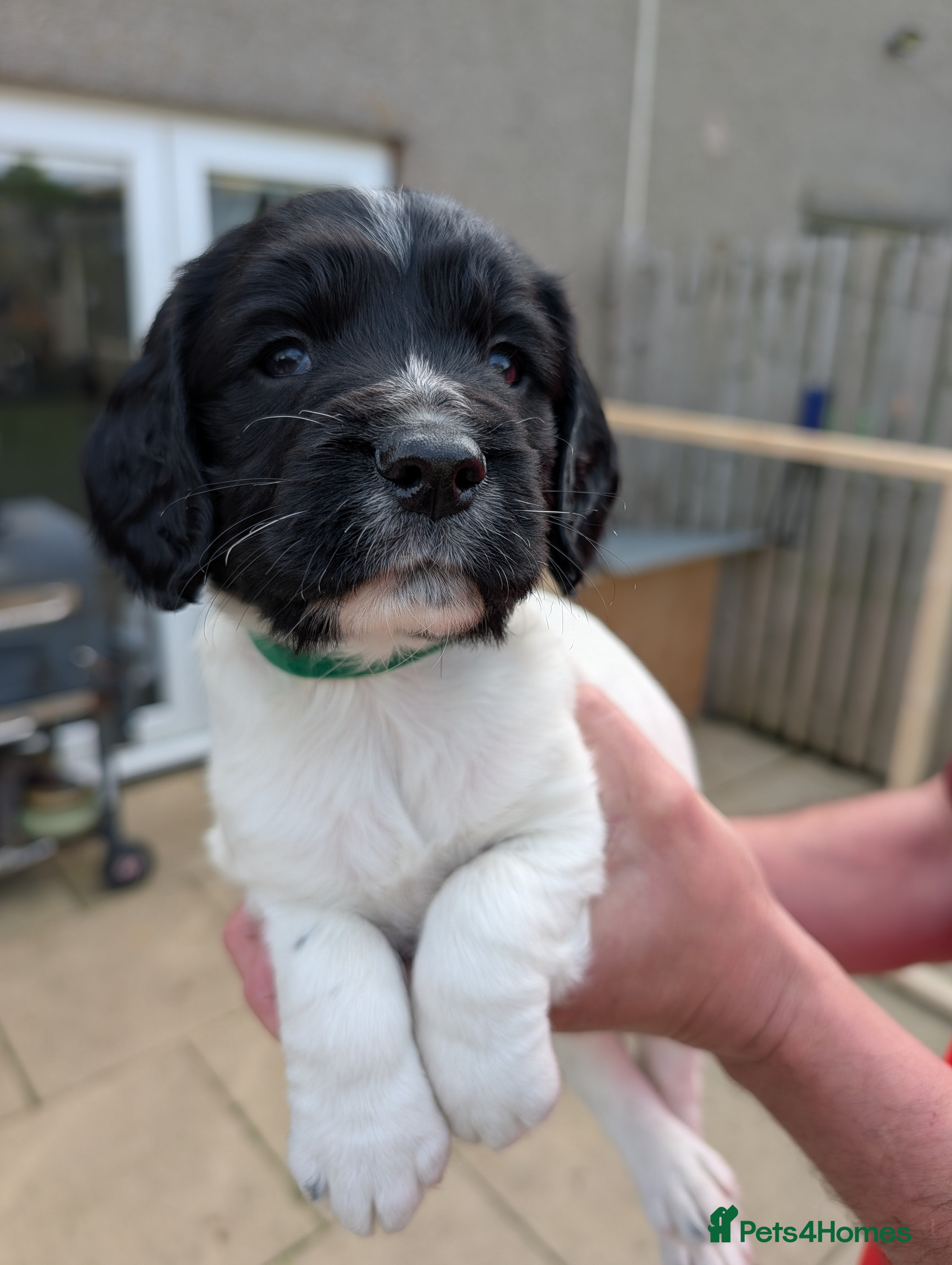 English Springer Spaniel dogs KC working springer spaniels - Advert 2