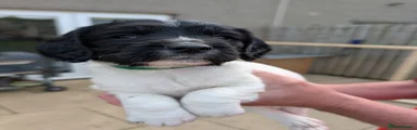 English Springer Spaniel 2