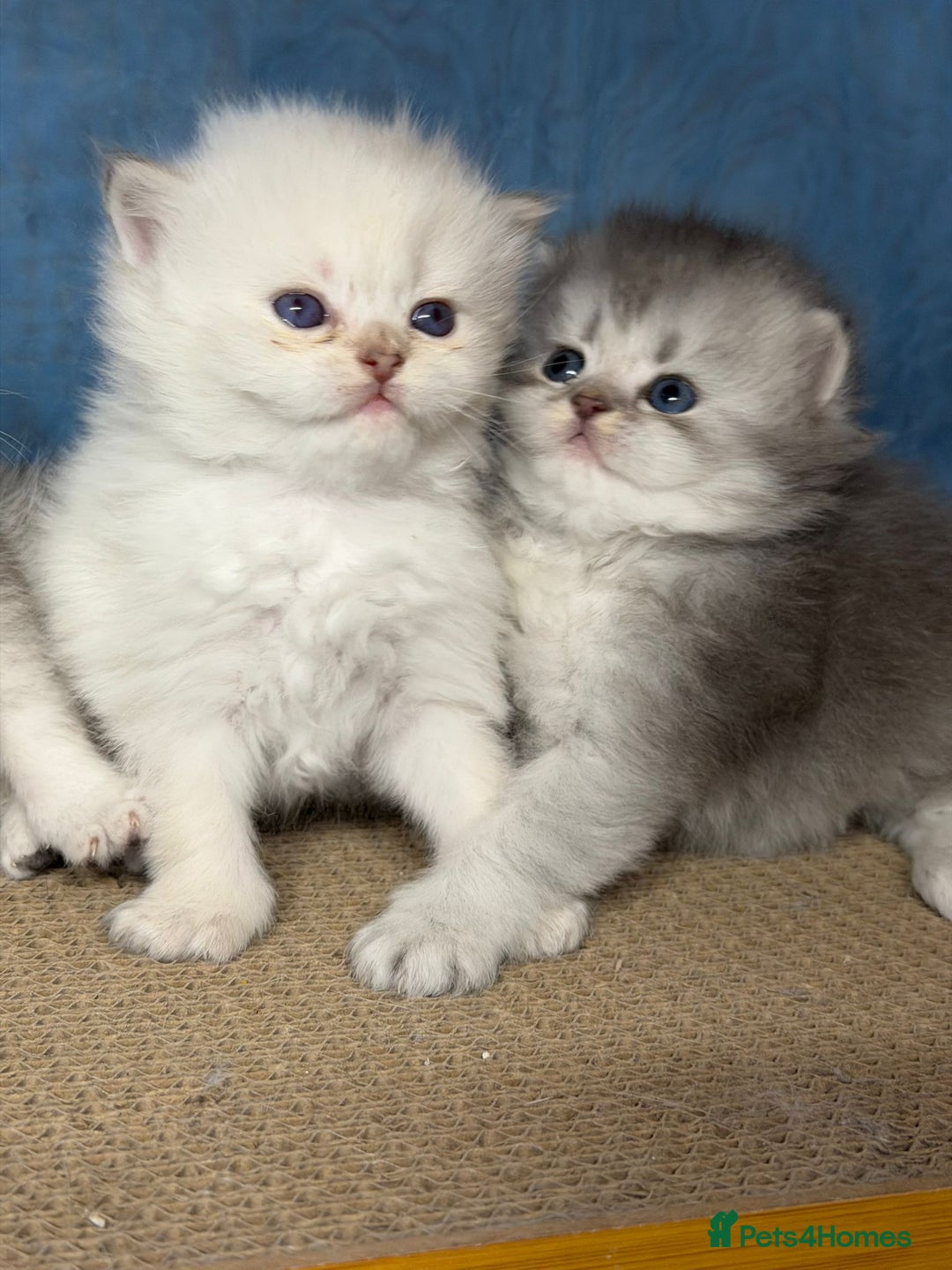 British Longhair cats for sale: British longhair kittens TICA blue golden - Image 5