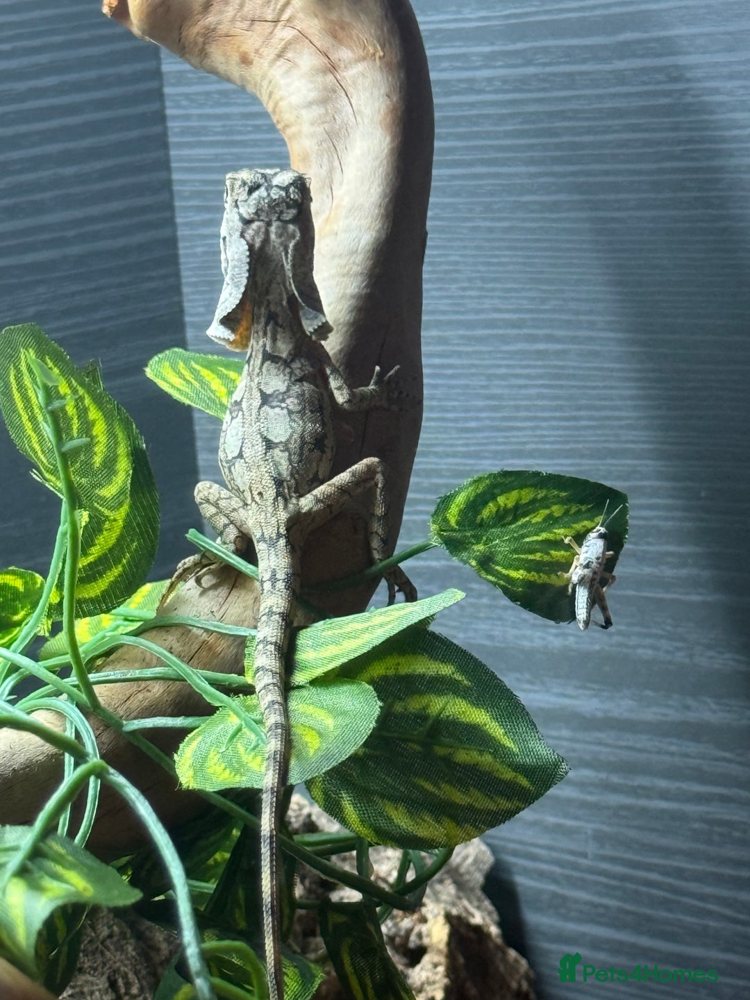 Bearded Dragon reptiles for sale: Frilled dragon  - Advert 5