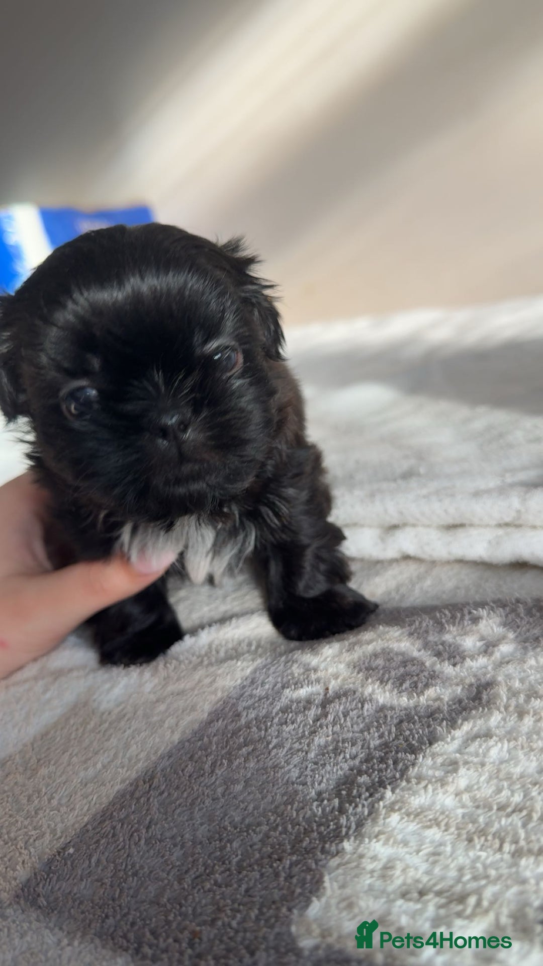 Shih Tzu dogs for sale: Tri-Colour KC Imperial Shih Tzu Puppies - Advert 10