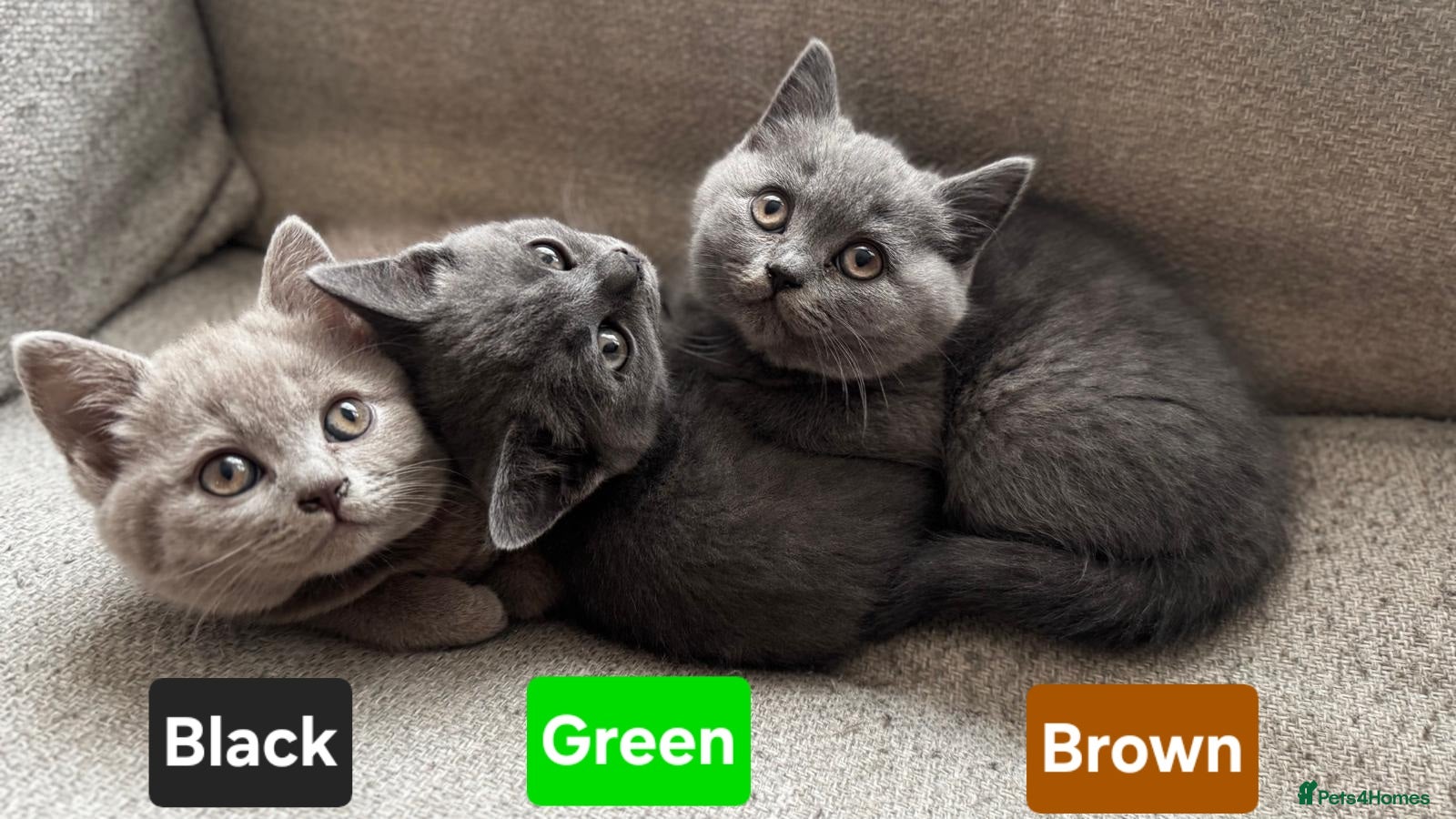 British Shorthair cats British Shorthair Kittens - Advert 1