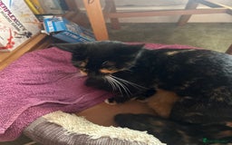 Mixed Breed cats for sale: 5 girls for sale  - Image 5