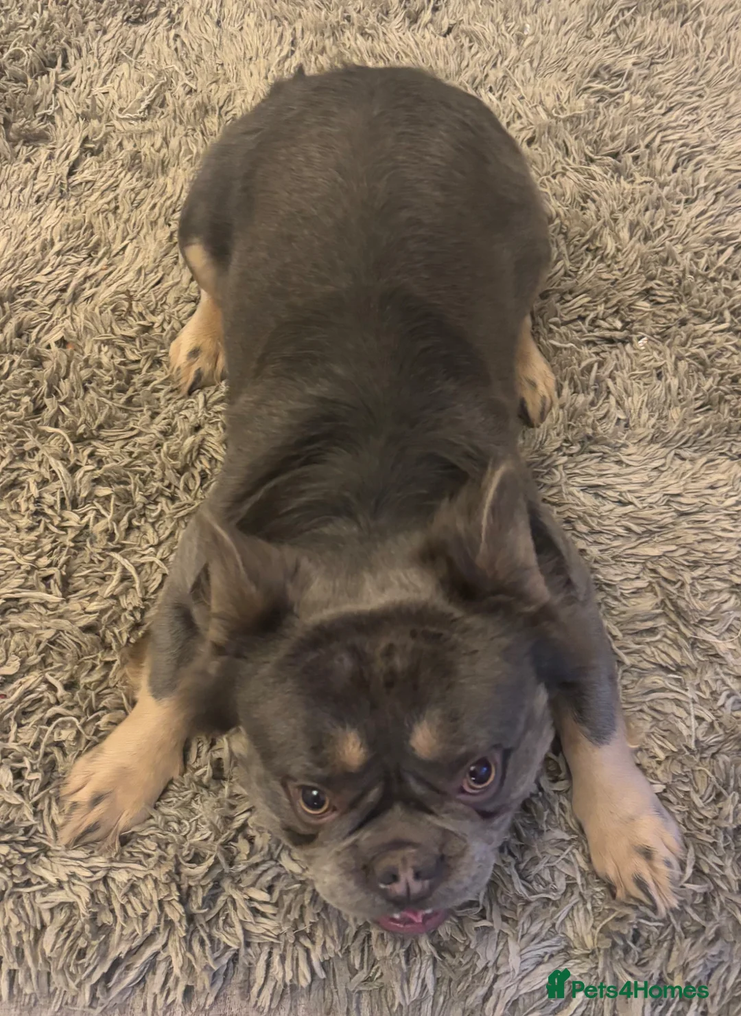 French Bulldog dogs for sale: Fluffy French Bulldog in Carlisle - Advert 2