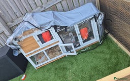 French Lop rabbits for sale: 2 x beautiful french lop male rabbits  - Image 1