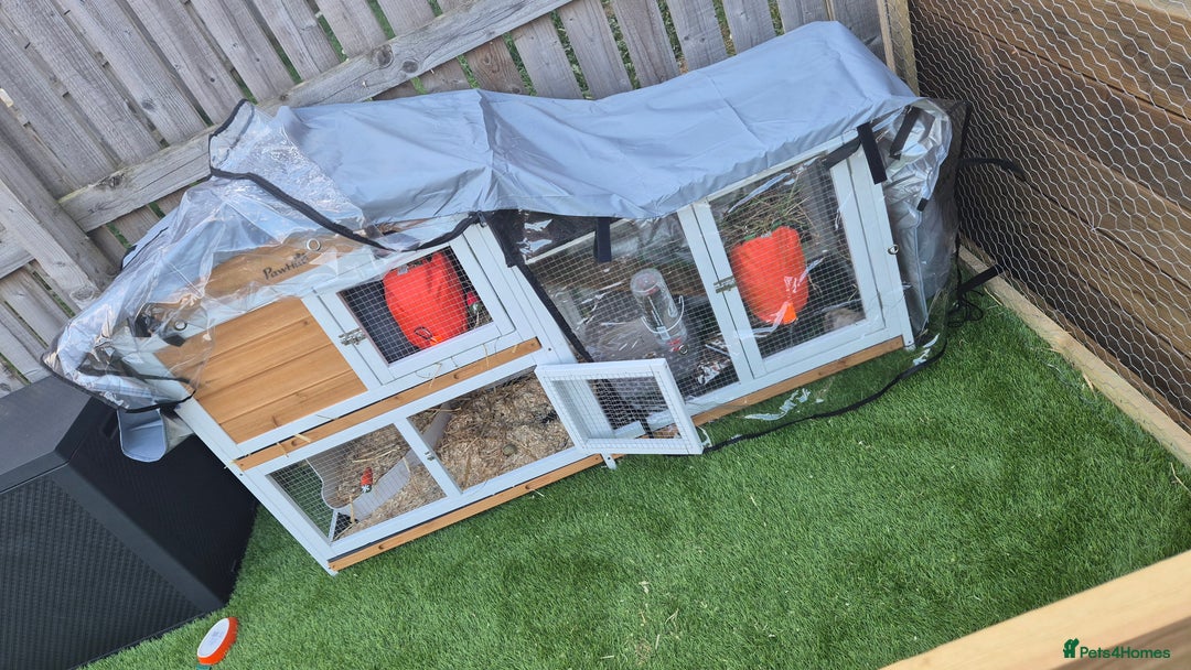 French Lop rabbits for sale: 2 x beautiful french lop male rabbits  - Image 1