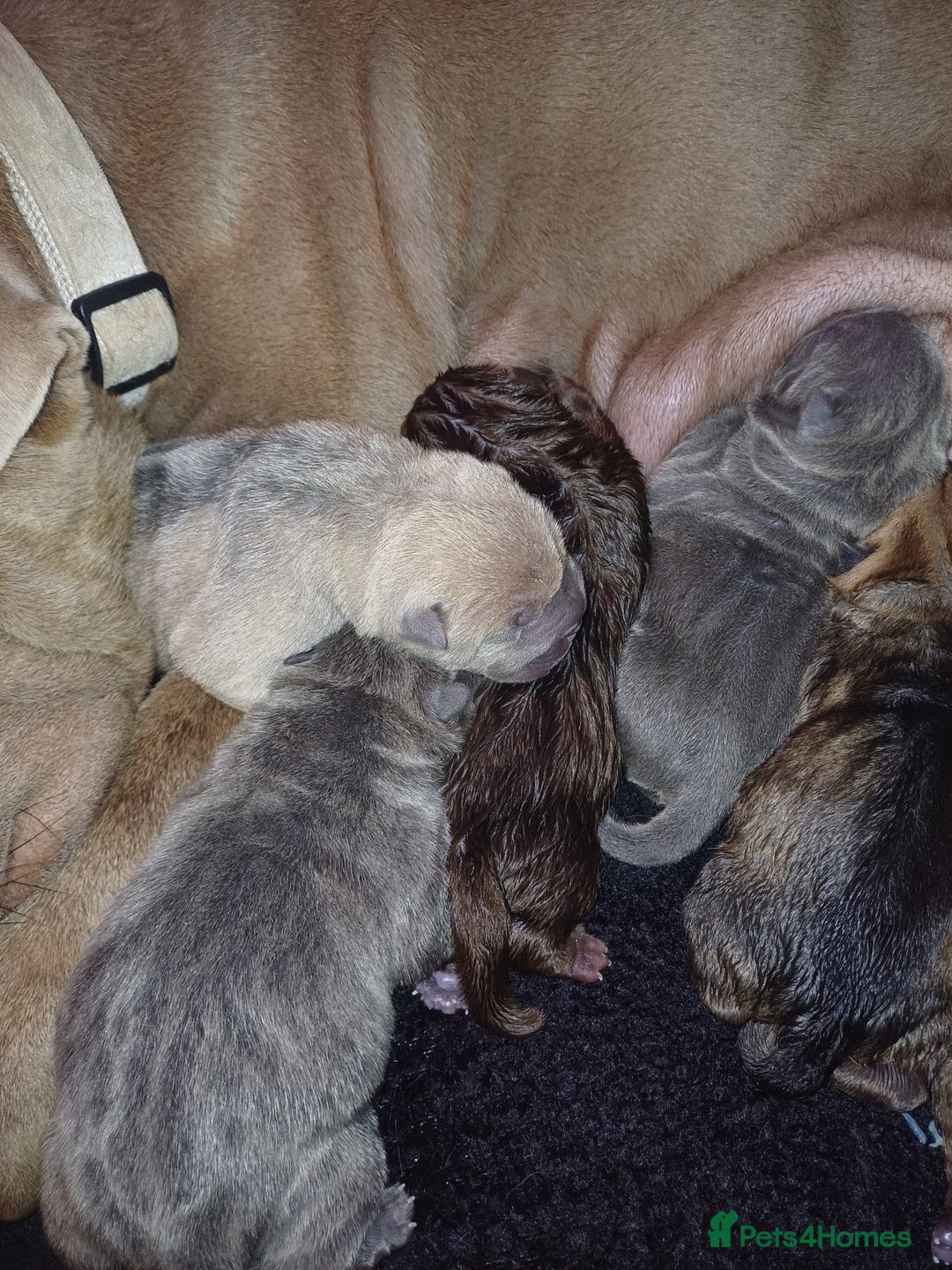 Shar Pei dogs for sale: Beautiful shar-pai pups  - Advert 6