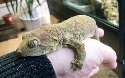 Gecko reptiles for sale: Trio of Mainland chahoua mossy geckos - Image 1