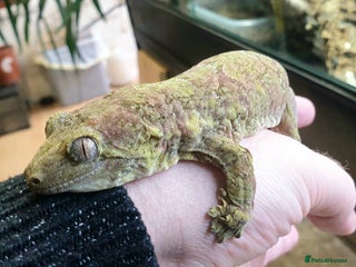 Gecko reptiles for sale - Advert 1