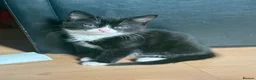 Mixed Breed cats for sale: 2 tuxedo kittens for sale - Advert 4