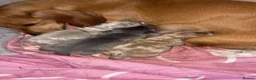 Dachshund dogs for sale:     Beautiful Miniature Dachshund Puppies  - Advert 3