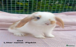 Mini Lop rabbits for sale: Mini lop bunnies  - Image 1