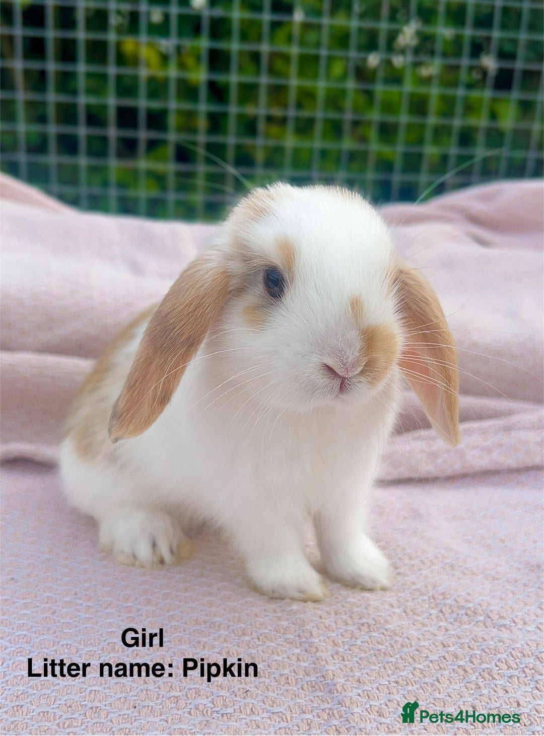 Mini Lop rabbits for sale: Mini lop bunnies  - Image 1