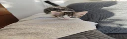 Mixed Breed cats for sale:  Nice litter of four Bengal mix. - Advert 4