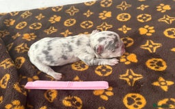 French Bulldog dogs for sale: French bulldog puppies  - Image 2