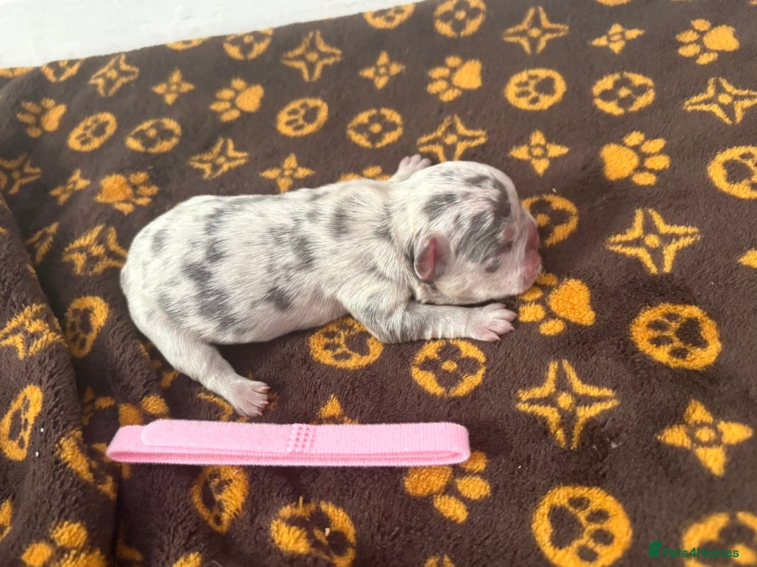 French Bulldog dogs for sale: French bulldog puppies  - Image 2