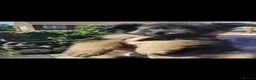 German Shepherd dogs for sale: German shepherd puppies - Advert 40